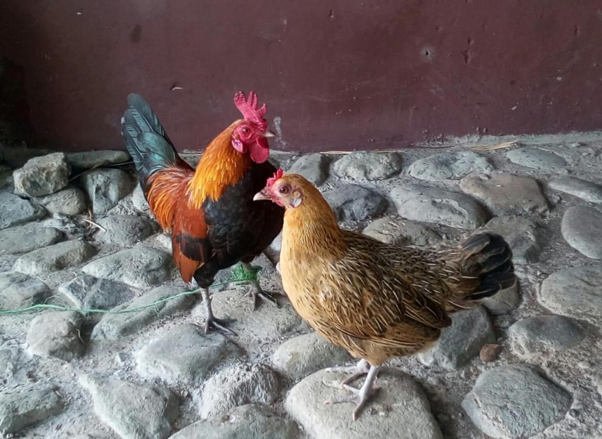 Finca Turistica Santa Clara Hostel Calarcá Εξωτερικό φωτογραφία